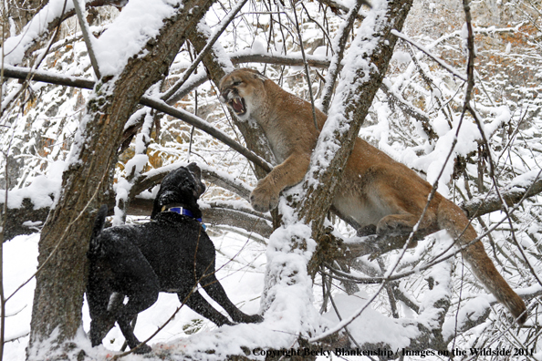 Hunting dog holding mountain lion in tree