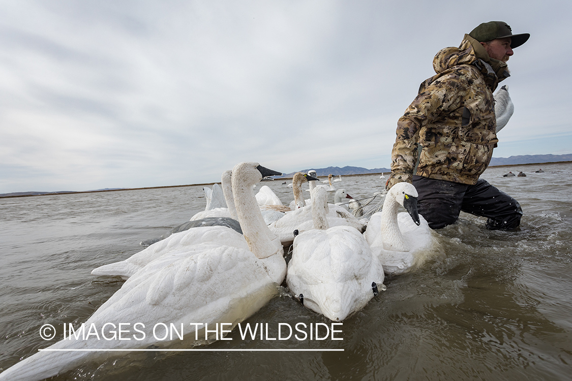 Hunting Tundra Swans and Ducks in Bear River region in Utah.