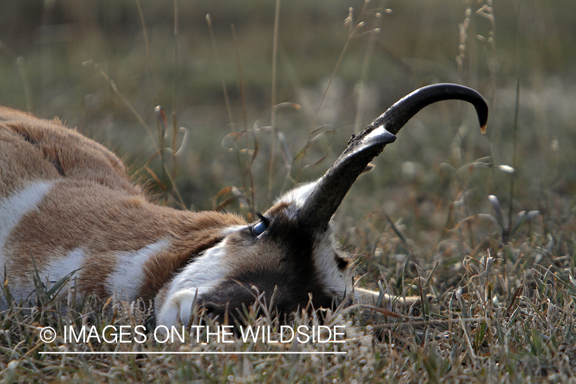 Recently downed antelope buck in field. 