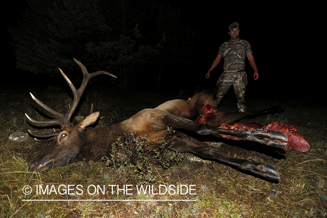 Hunter field dressing bull elk. 