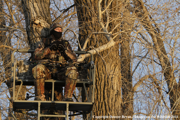 Bowhunter scouting from tree stand. 