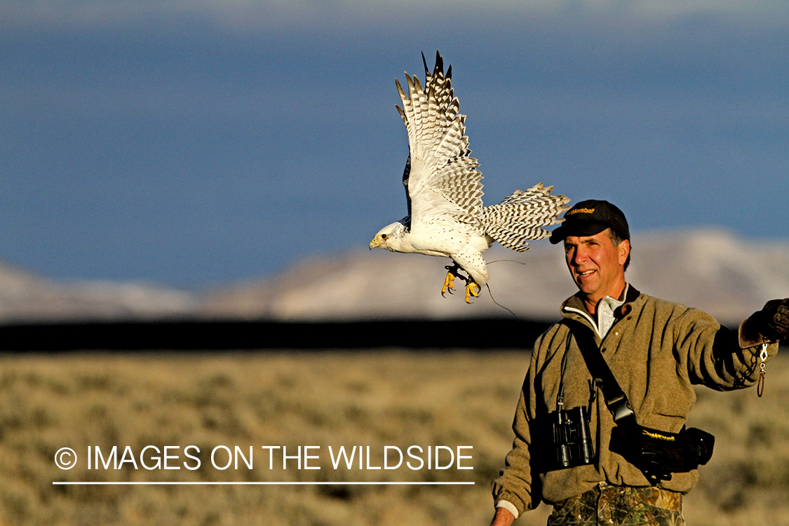 Falconer releasing white Gyr falcon to hunt.