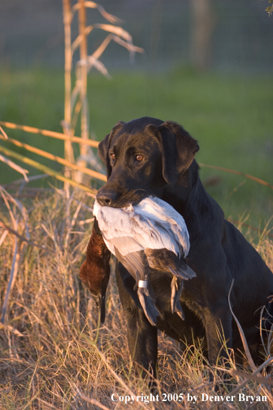 Black Labrador Retriever in field with bagged canvasback drake.