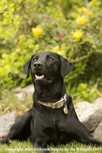 Black Labrador Retriever