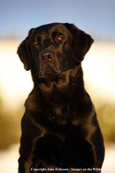 Black Labrador Retriever in field