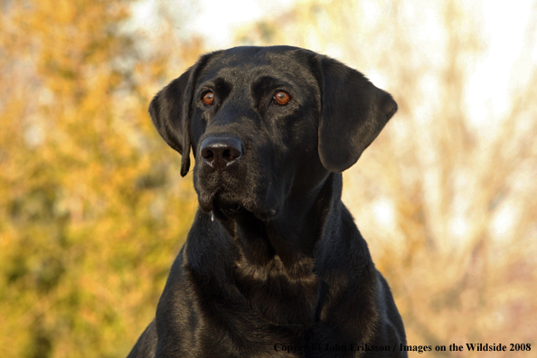 Black Labrador Retriever in field