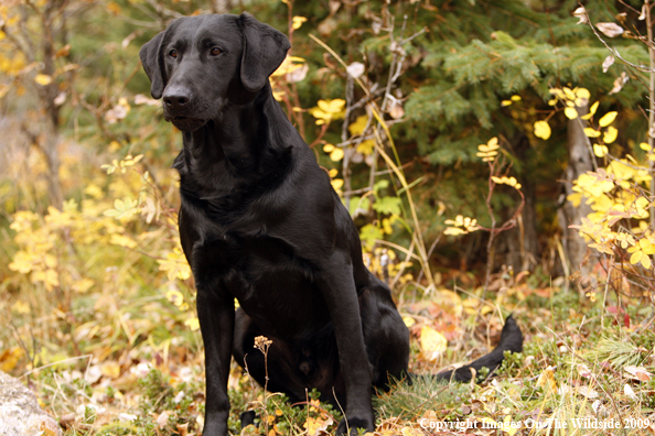 Black Labrador Retriever