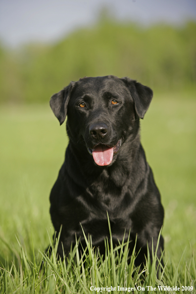 Black Labrador Retriever in field