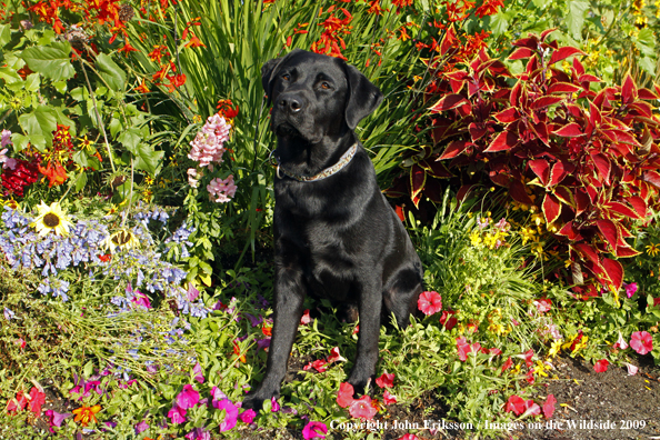 Black Labrador Retriever in field