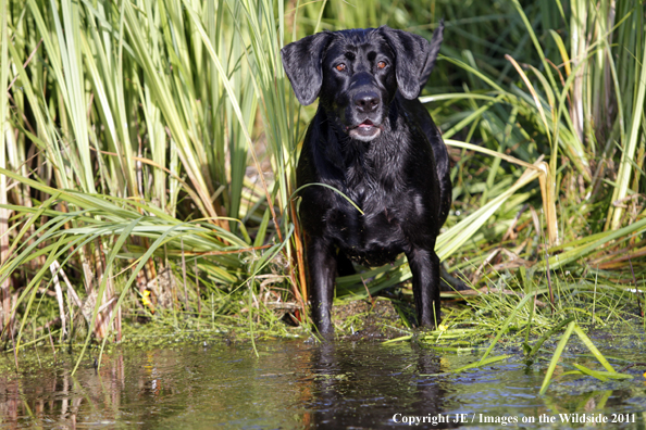 Black Labrador Retriever.