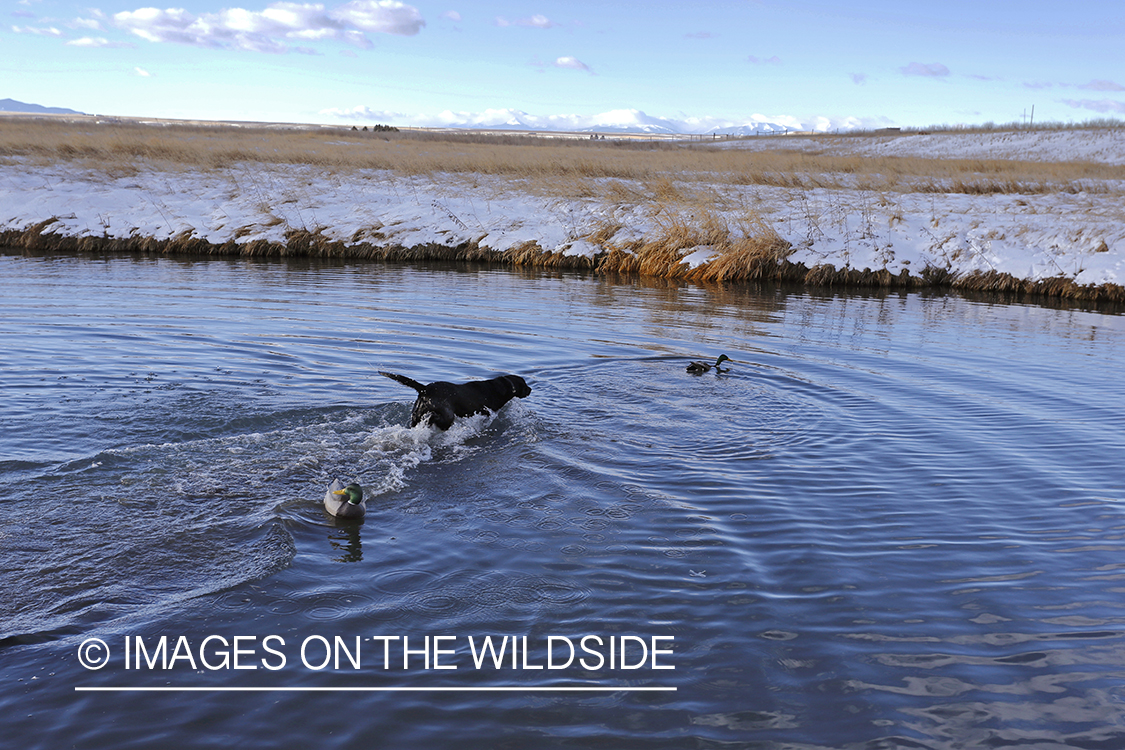 Black Labrador chasing injured mallard.