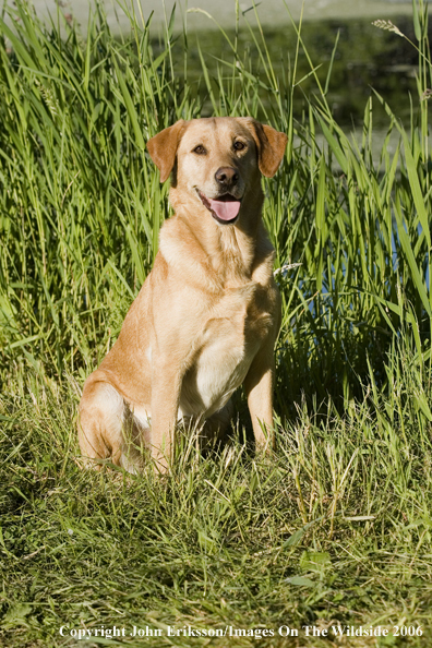 Yellow Labrador Retriever.