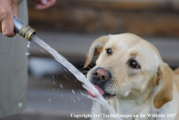 Yellow Labrador Retriever drinking from hose