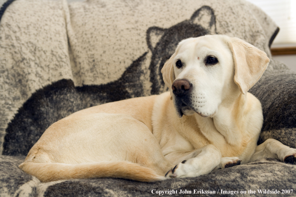 Yellow Labrador Retriever in field