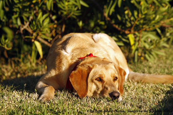 Yellow Labrador Retriever 