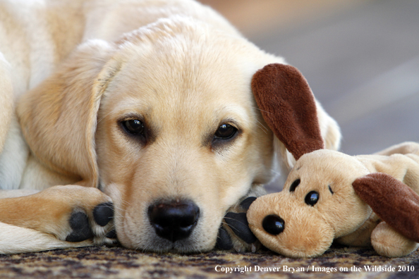 Yellow Labrador Retriever Puppy with toy