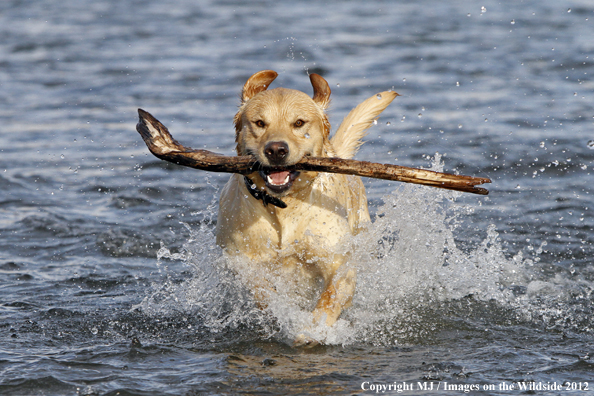 Yellow Labrador Retriever in water with stick. 