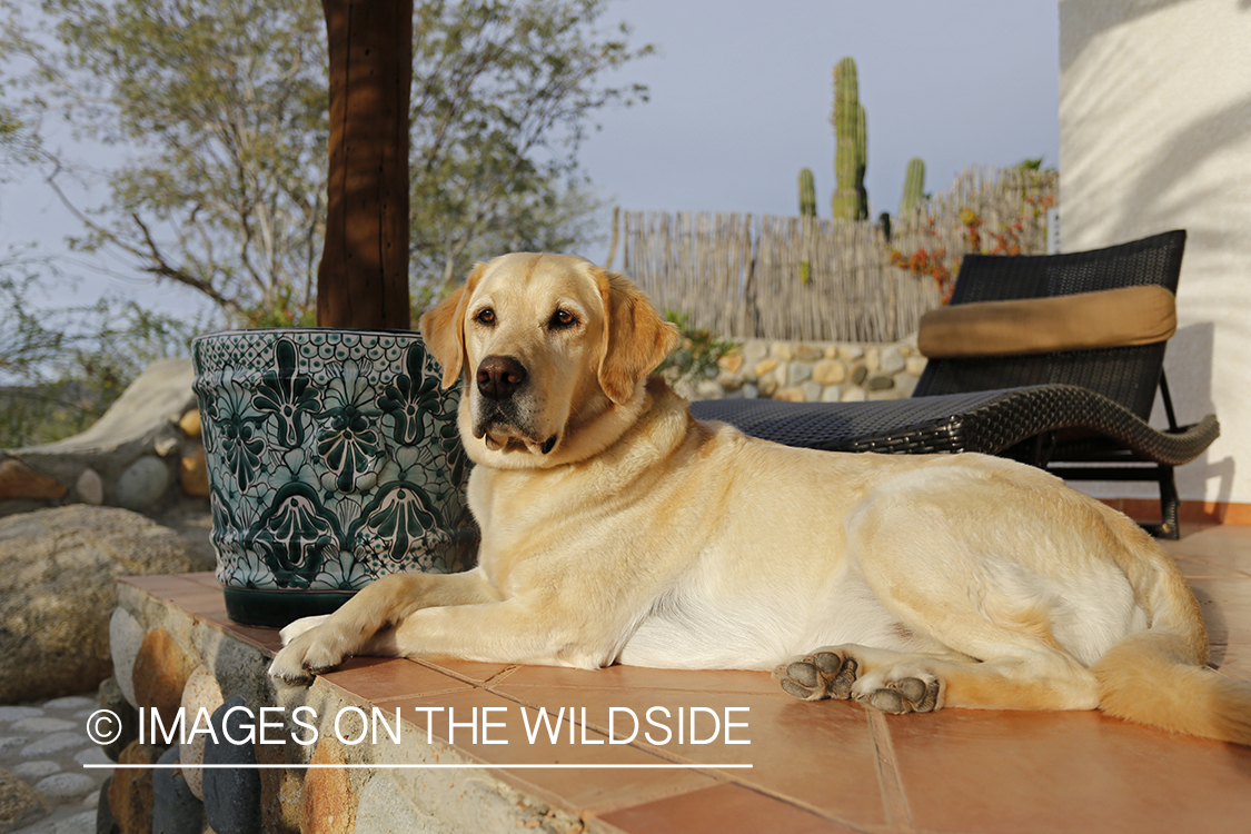 Yellow lab on deck.