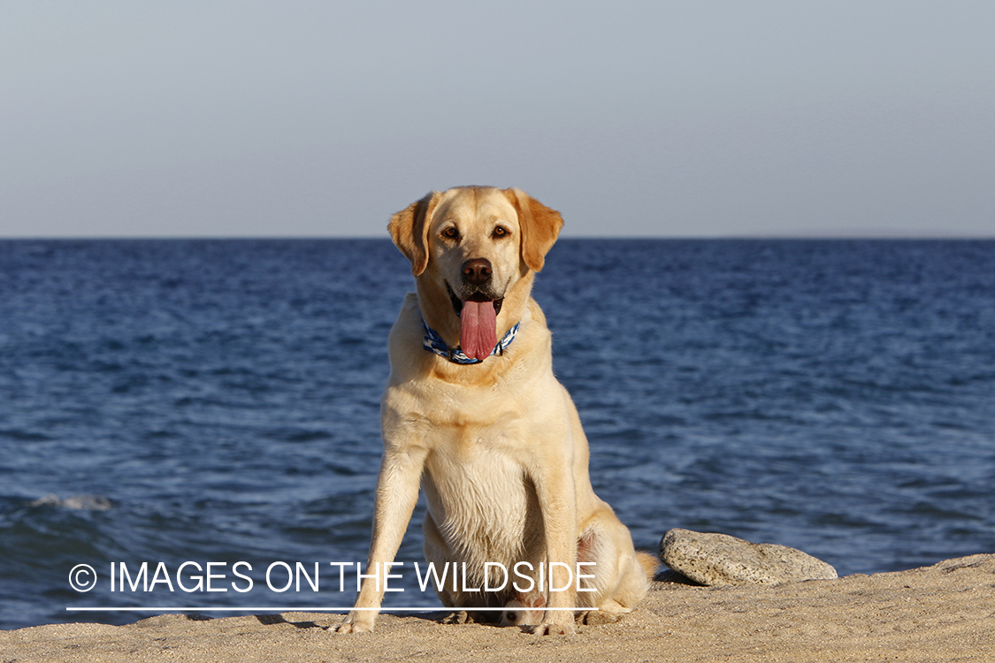 Yellow lab in front of ocean.