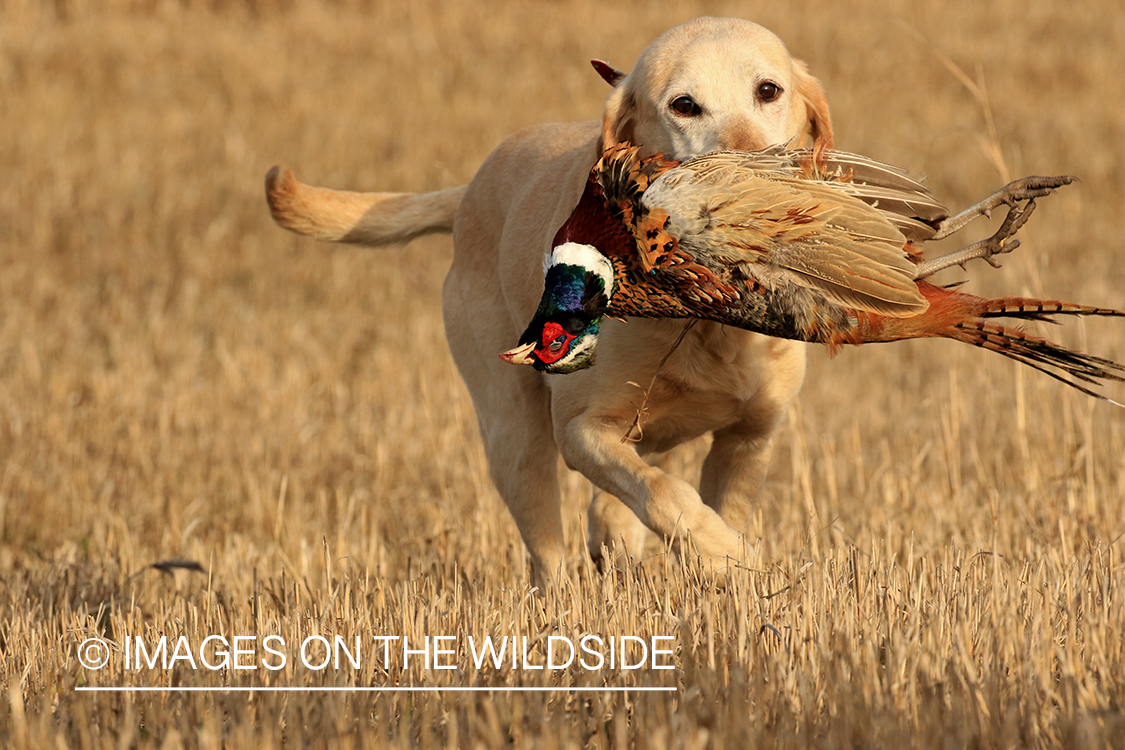 Yellow Lab retrieving pheasant.