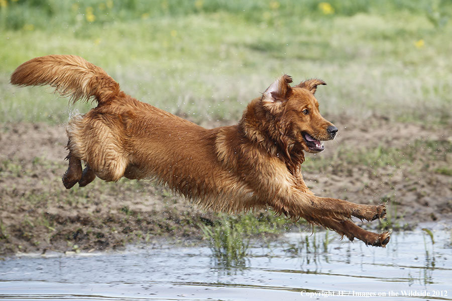 Golden Retriever.