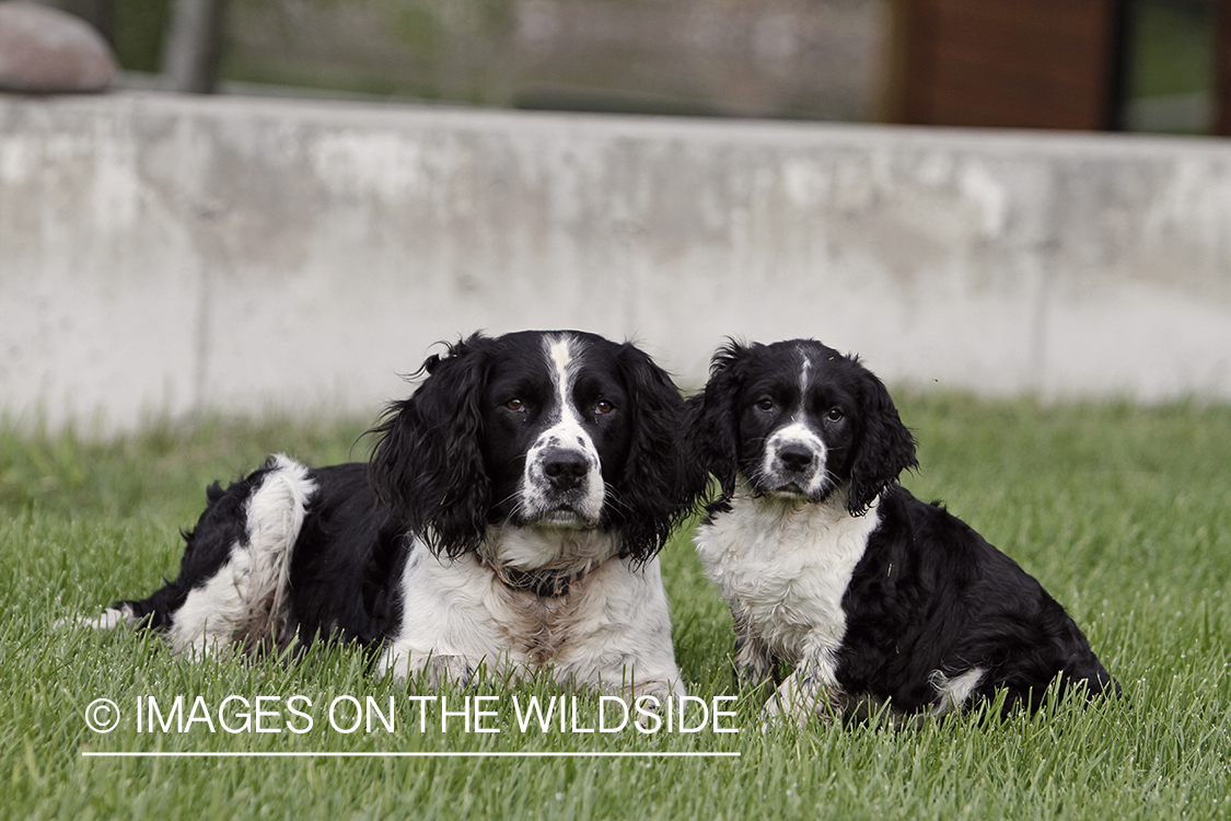 English Springer Spaniel with puppy.