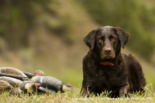 Chocolate Labrador Retriever with decoys.