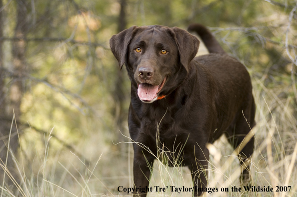 Chocolate labrador