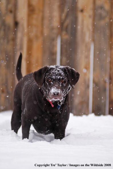 Chocolate Labrador Retriever in winter