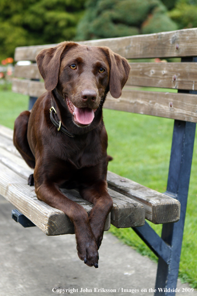 Chocolate Labrador Retriever on bench