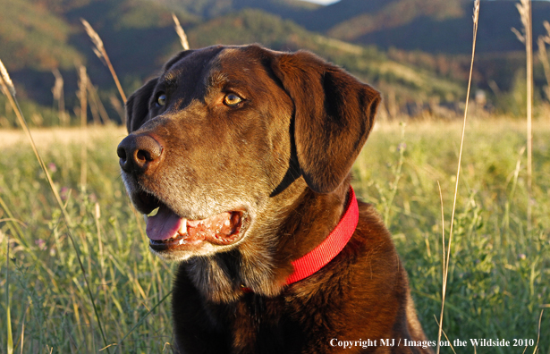 Chocolate Labrador Retriever