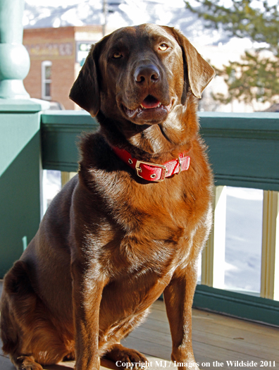 Chocolate Labrador Retriever.