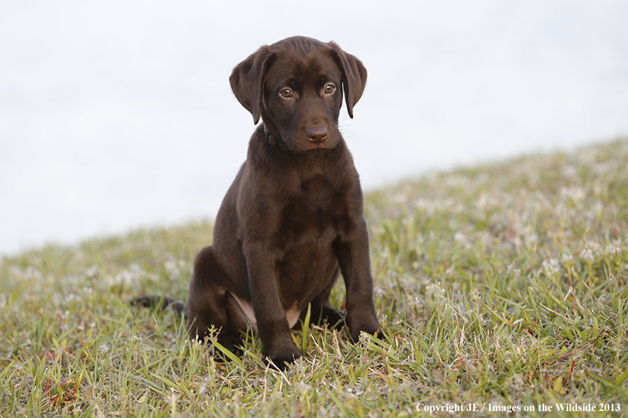 Chocolate Labrador Retriever puppy