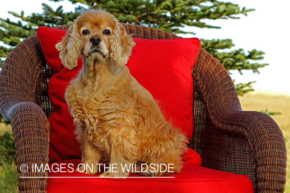 Cocker Spaniel on red wicker chair.