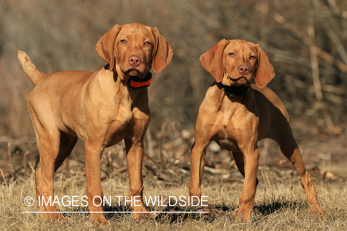 Vizsla puppies outside.