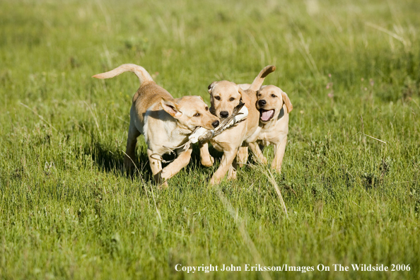 Yellow Labrador Retriever puppies playing with training dummy.