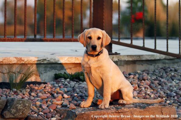 Yellow Labrador Retriever Puppy