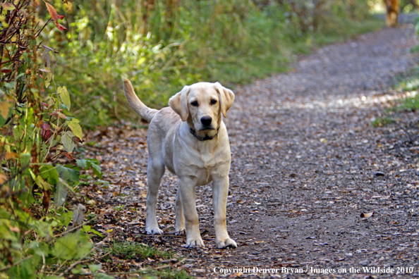 Yellow Labrador Retriever puppy