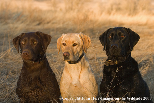 Multi-colored labrador retrievers in field.