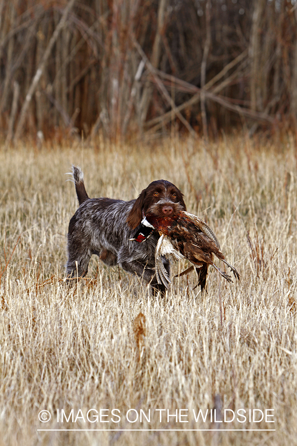 Pointing Griffon retrieving bagged pheasant.