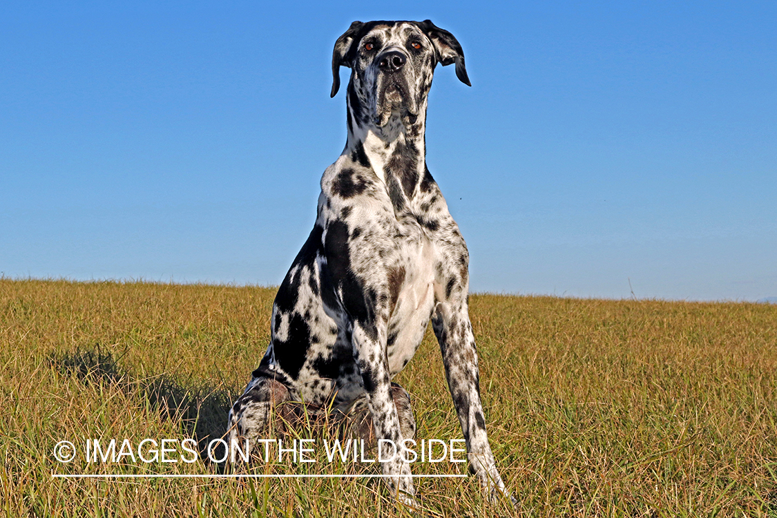 Great Dane in grass.