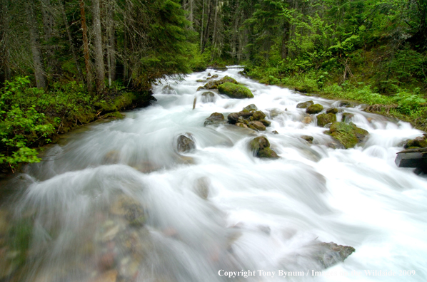 Hidden Creek in Glacier National Park