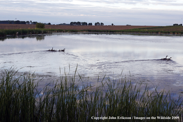 Goose family swiming in wetlands habitat