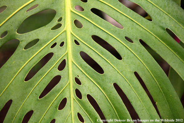 Vegetation close-up in Hawaii. 