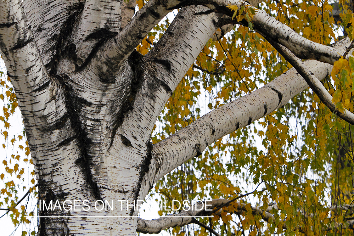 Birch Tree in autumn.