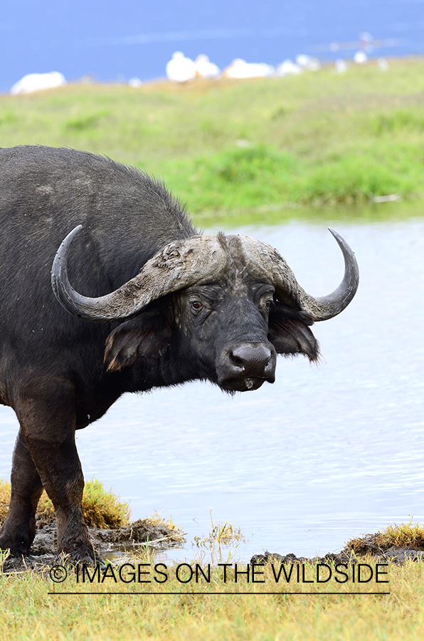 Cape Buffalo Bull in african habitat. 