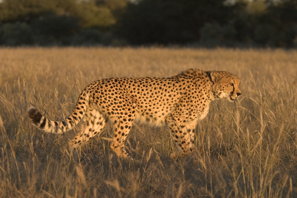 Cheetah in habitat.  Africa.