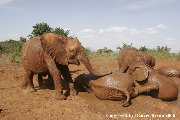 African Elephants