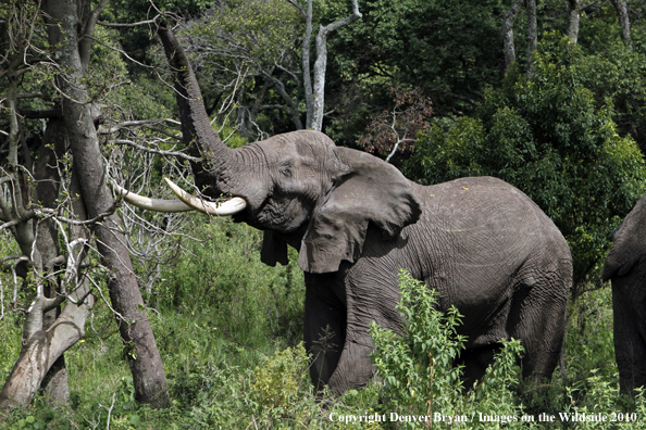 African Bull Elephant 