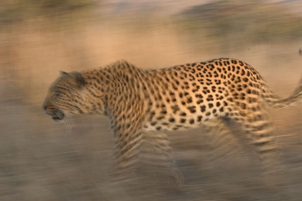 Leopard running/walking. Africa